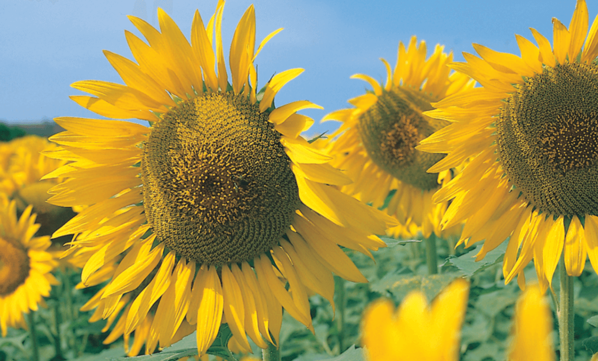 Girasol